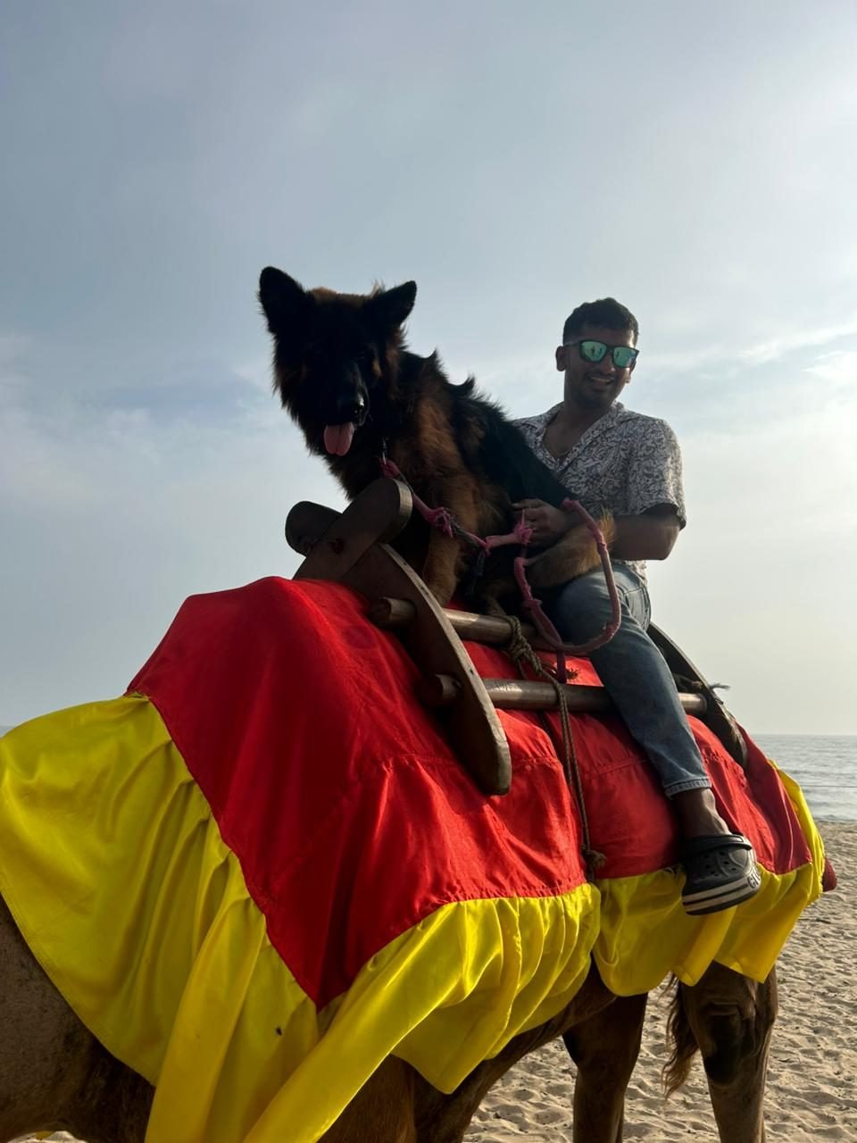 German Shepherd out for a fun day at the beach
